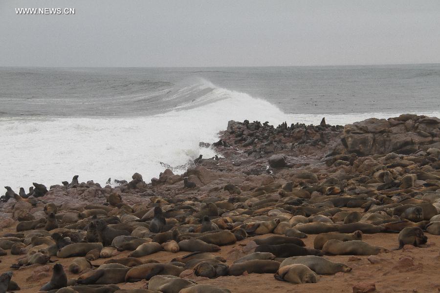 EN IMAGES: La réserve des otaries à fourrure de Cape Cross en Namibie