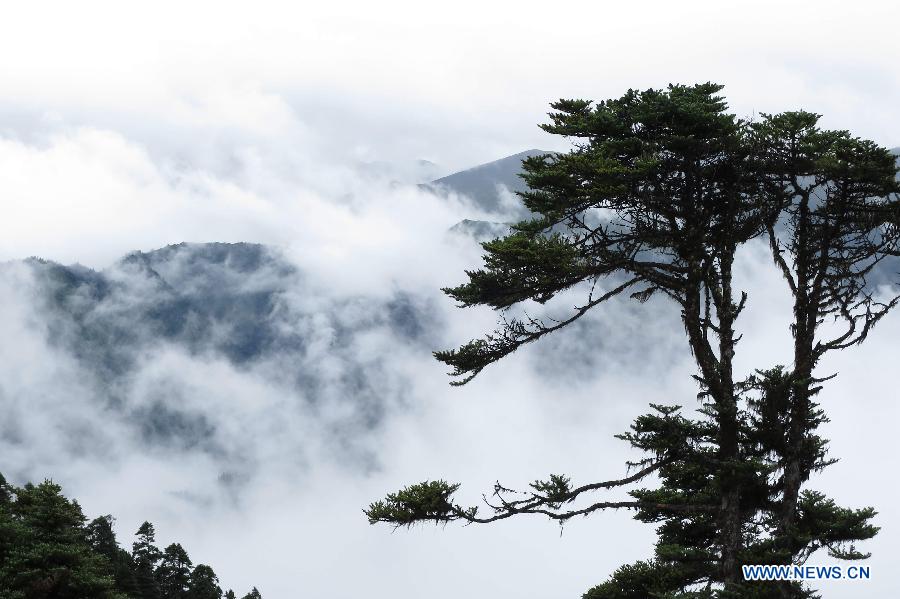 Paysages pittoresques dans le district de Linzhi au Tibet