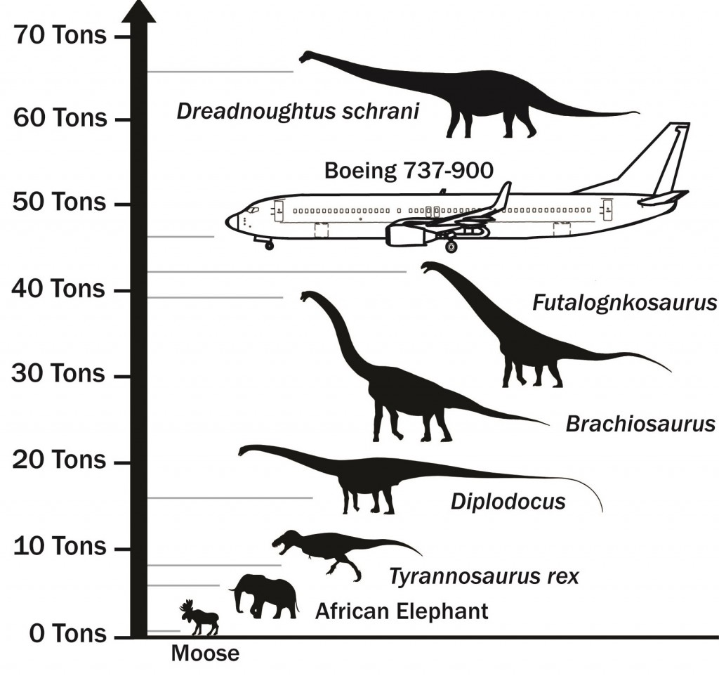 Découverte en Argentine du Dreadnoughtus, le plus grand dinosaure du monde