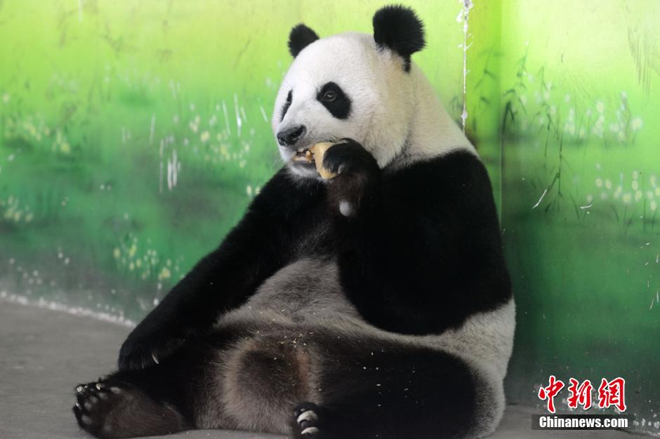 Deux pandas géants savourent leurs gateaux de lune