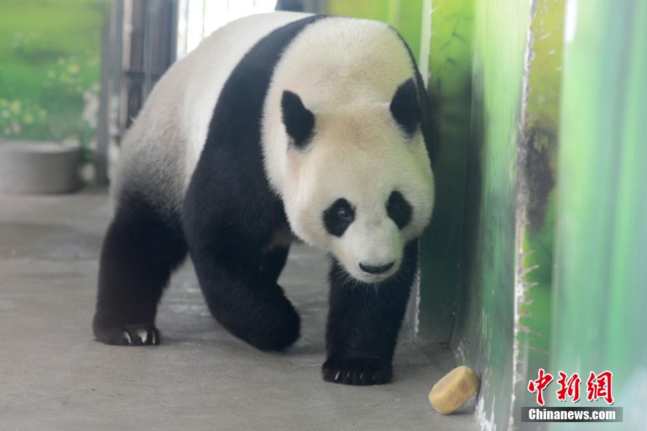 Deux pandas géants savourent leurs gateaux de lune