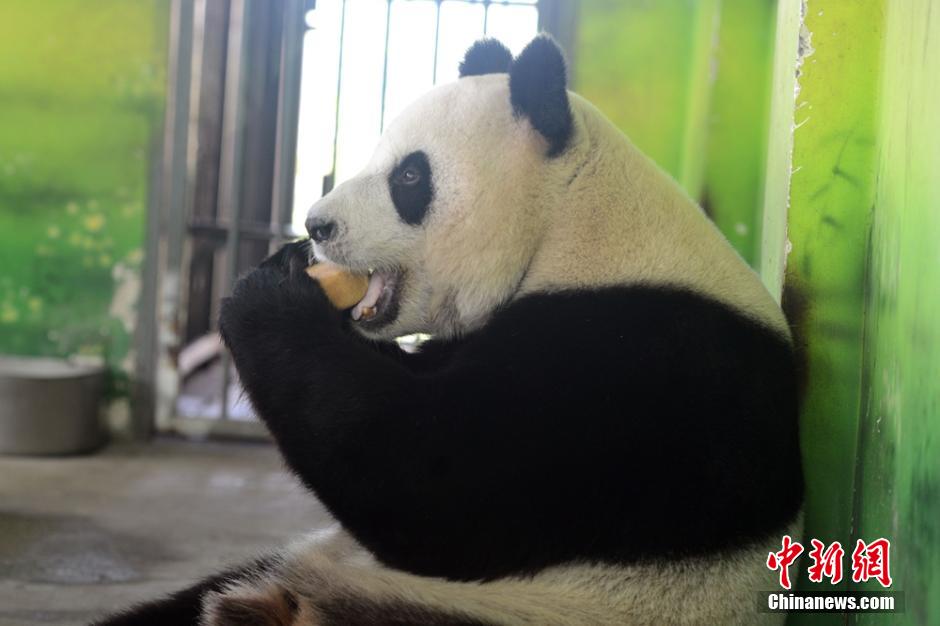 Deux pandas géants savourent leurs gateaux de lune