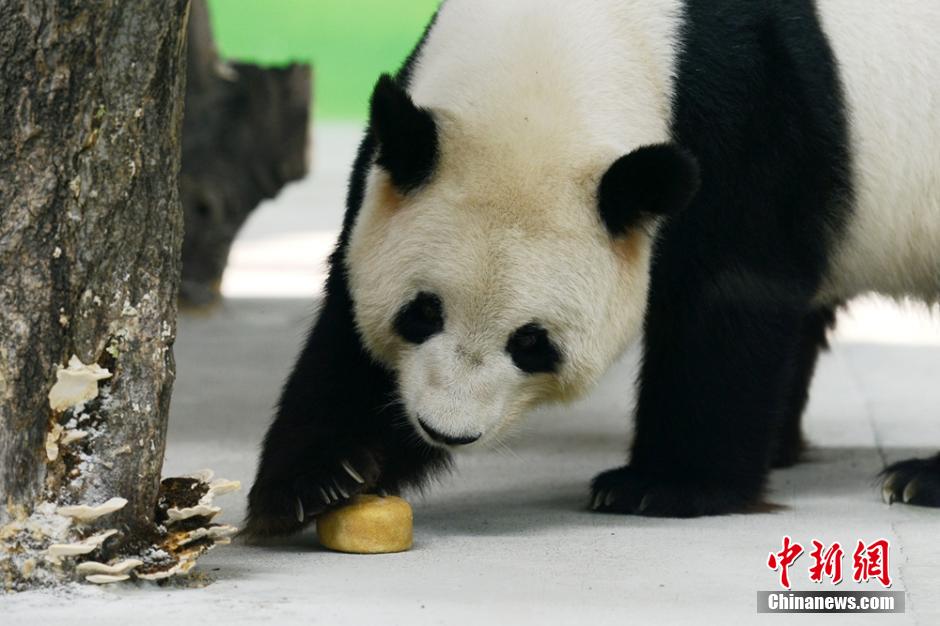 Deux pandas géants savourent leurs gateaux de lune