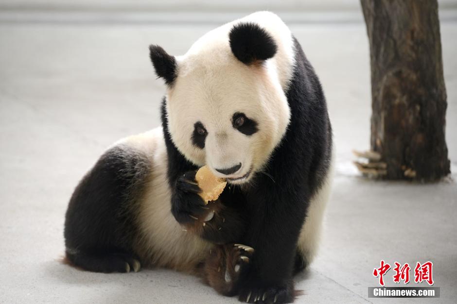 Deux pandas géants savourent leurs gateaux de lune