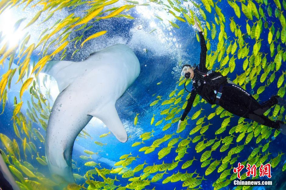 Des candidates du concours ? Miss China ? jouent avec des baleines sous la mer