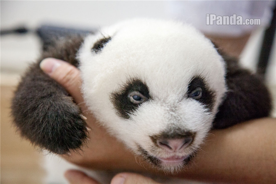 Guangzhou : Les triplés pandas en plein éveil