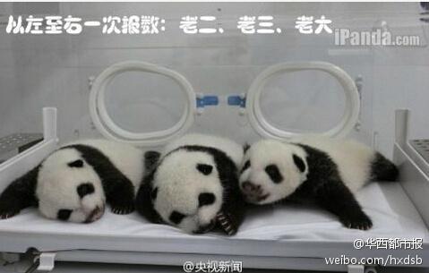 Guangzhou : Les triplés pandas en plein éveil