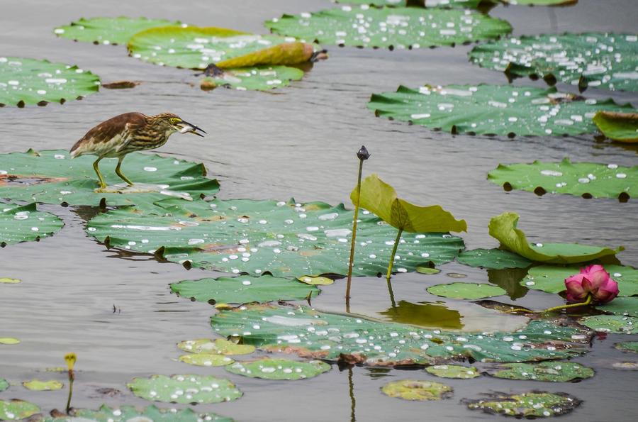 Photo prise le jeudi 18 septembre, montrant le projet de la seconde phase du Parc écologique des zones humides de Tuying à Changxing, la province du Zhengjiang, dans l’est de la Chine.