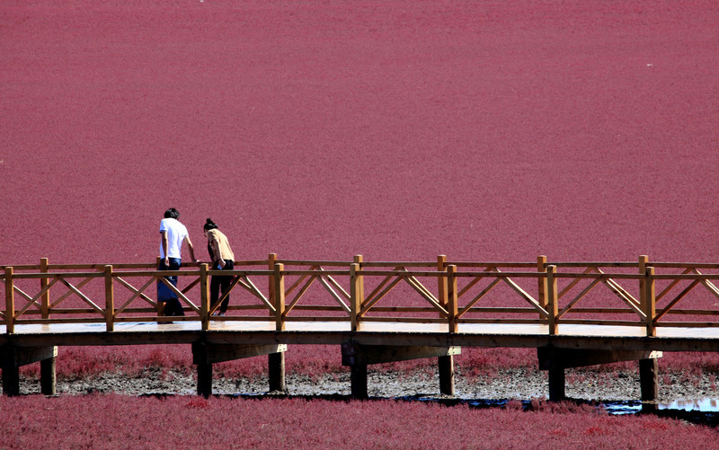 Des touristes se promènent sur une passerelle dans la zone touristique de la plage rouge à Panjin, dans la province du Liaoning, dans le nord de la Chine, le 8 septembre 2014.