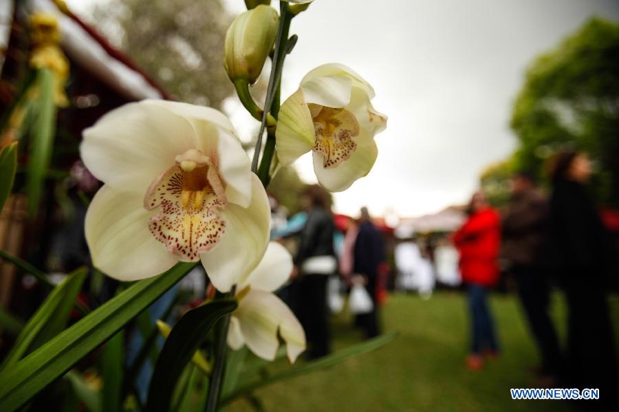 Exposition nationale d'orchidée à Bogota