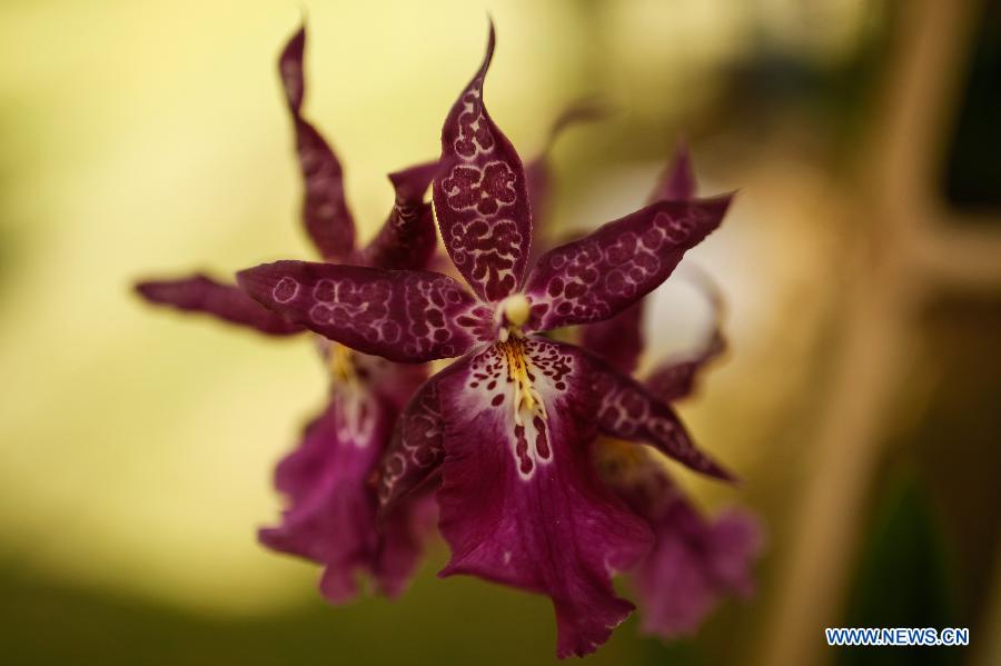 Exposition nationale d'orchidée à Bogota