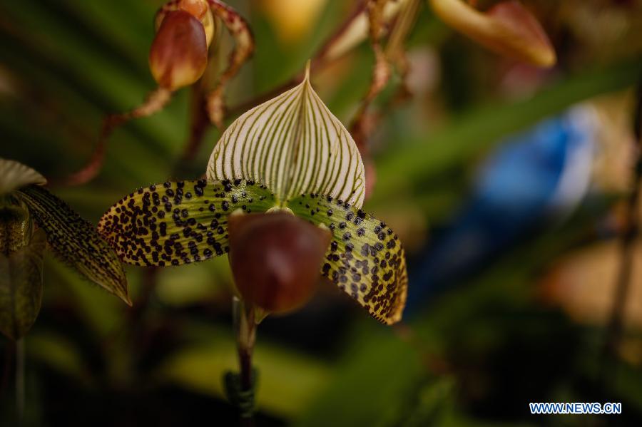 Exposition nationale d'orchidée à Bogota