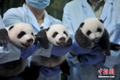 Guangzhou : Les triplés pandas en plein éveil
