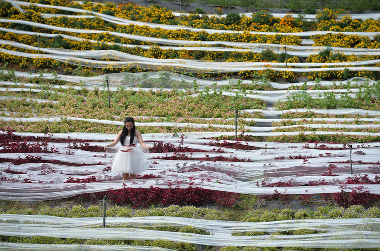 Un mannequin portant une robe de mariage de 4 100 mètres de long dans la ? vallée de Ziyixiangxun ? à Chengdu, dans la province du Sichuan le mercredi 24 septembre 2014. Cet habit de soirée à longue tra?ne, qui a demandé un mois de travail et co?té 40 000 yuans (6 520 dollars) a été réalisée pour célébrer la prochaine fête nationale chinoise. Ses tailleurs espèrent créer un nouveau record Guinness de la robe de mariée la plus longue.