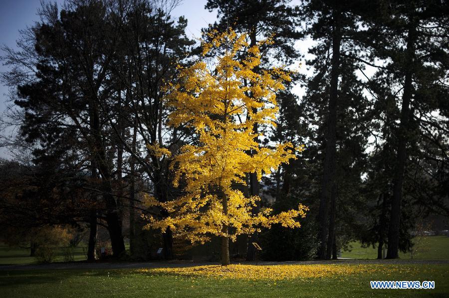 EN IMAGES: la beauté de l'automne