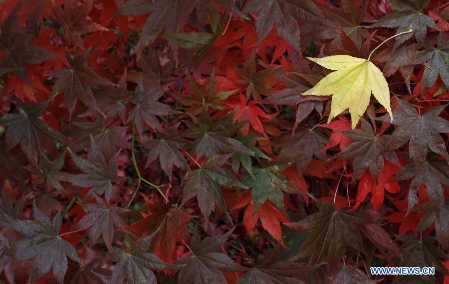 EN IMAGES: la beauté de l'automne