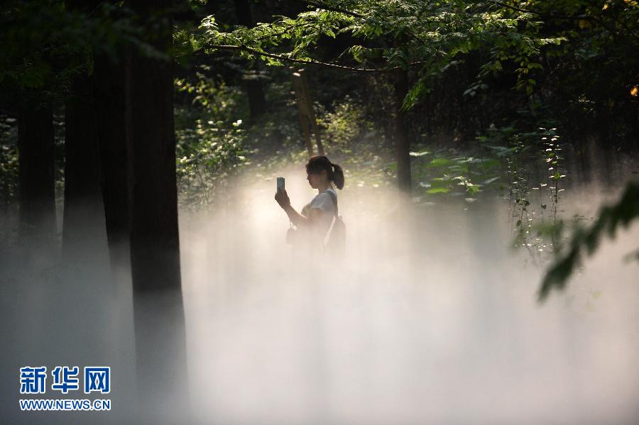 ? Une forêt de brume ? à Beijing