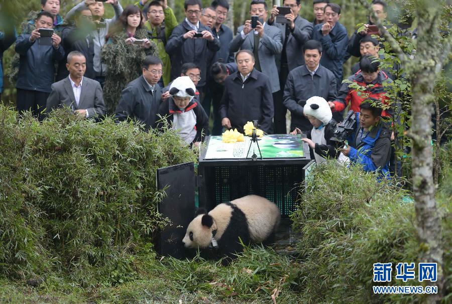 Un quatrième panda géant relaché dans la nature