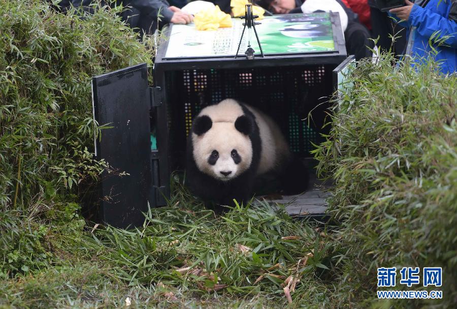 Un quatrième panda géant relaché dans la nature