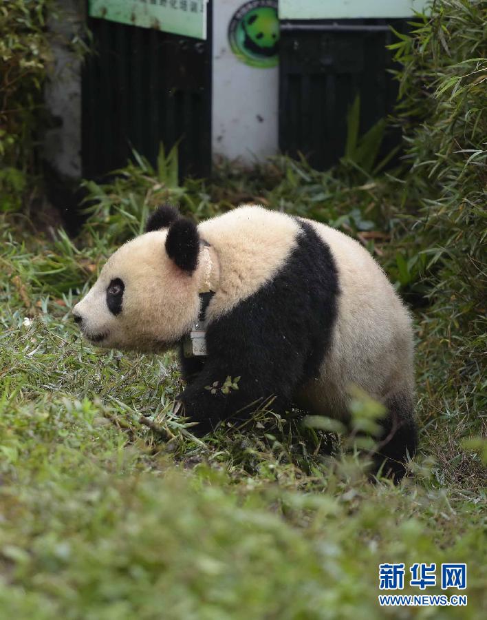 Un quatrième panda géant relaché dans la nature