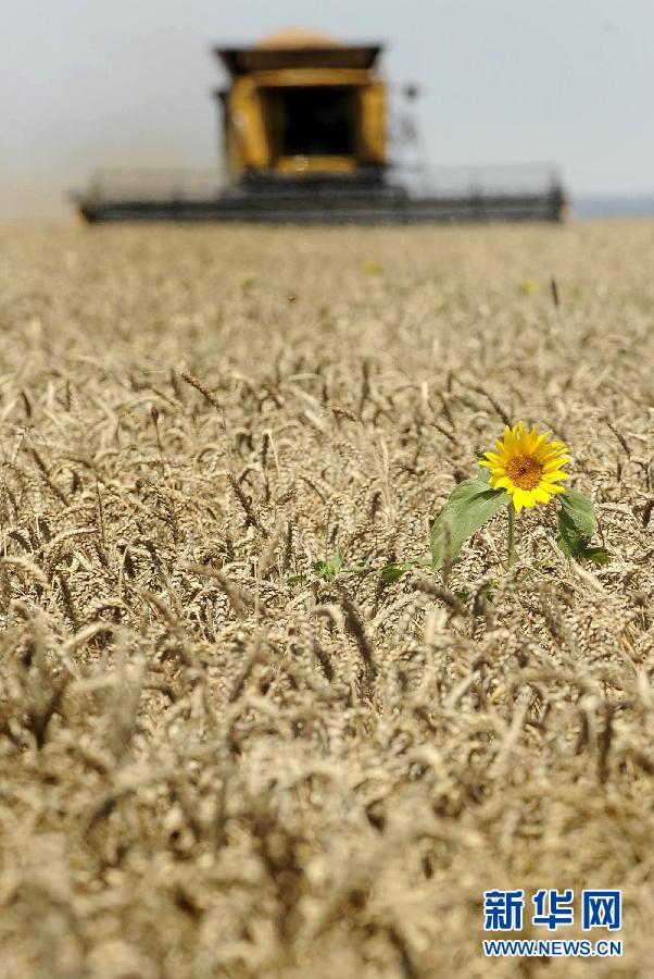 Le 19 juillet 2011, un tournesol dans un champ de blé à Krasnodar en Russie.