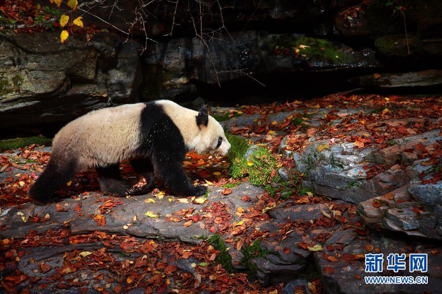 Un panda sauvage aper?u dans le Sud-ouest de la Province du Shaanxi