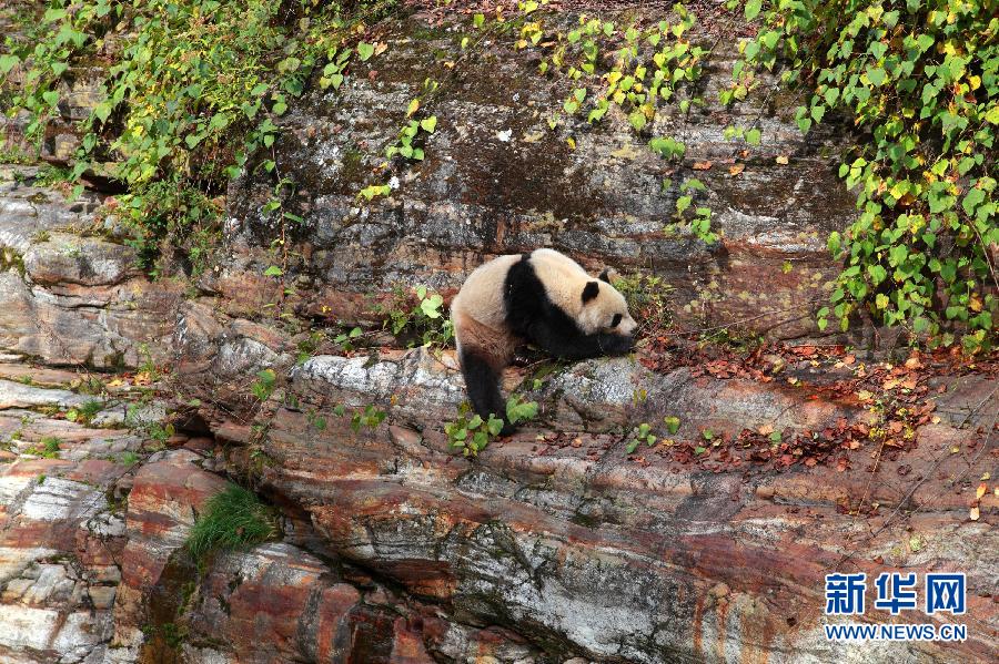 Un panda sauvage aper?u dans le Sud-ouest de la Province du Shaanxi