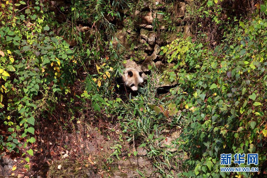 Un panda sauvage aper?u dans le Sud-ouest de la Province du Shaanxi