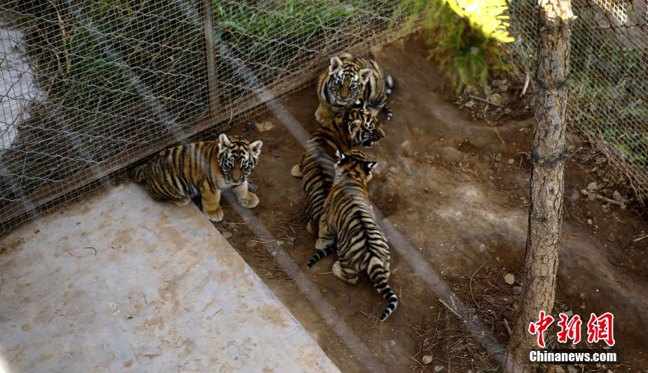 Tigres de Sibérie : les quadruplés du Qinghai se portent bien