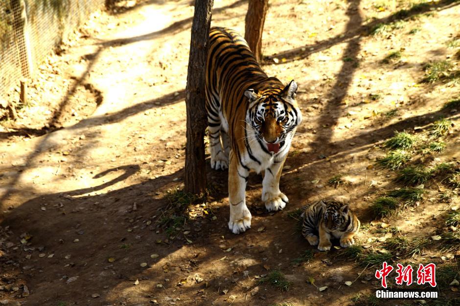 Tigres de Sibérie : les quadruplés du Qinghai se portent bien