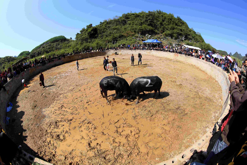 Un homme jette de l’eau sur des taureaux qui se battent, pour les aider à se rafraichir sous le chaud soleil. Ce combat de taureaux a eu lieu lundi dans un village de la municipalité de Liuzhou, dans la Région autonome Zhuang du Guangxi, dans le Sud-ouest de la Chine, pour célébrer une récolte exceptionnelle.