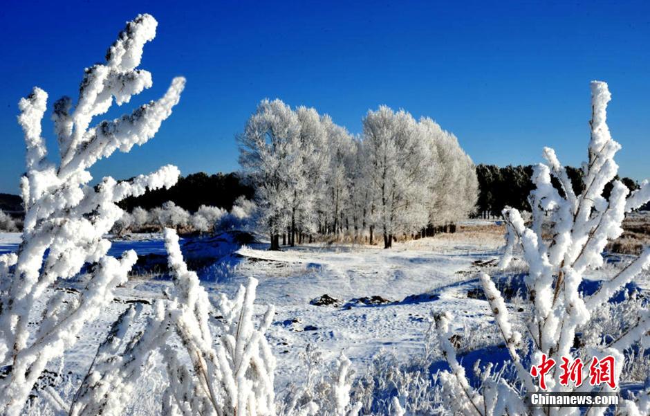 Heilongjiang : superbes images du givre à Daxing'anling 