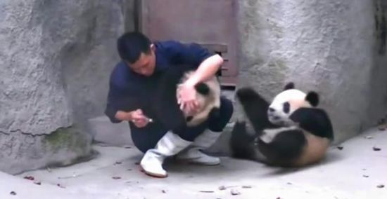 Sichuan : deux pandas taquinent un éleveur