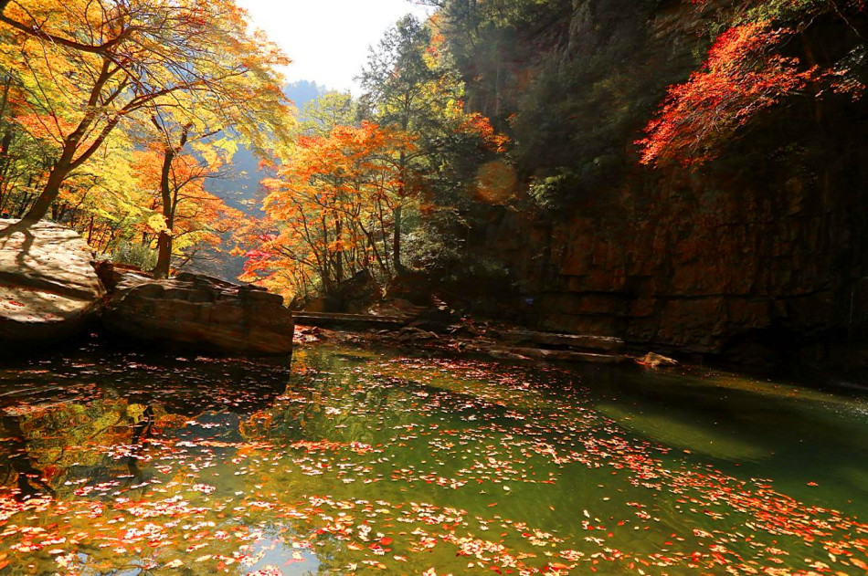 La splendeur des couleurs de l'automne à Liping