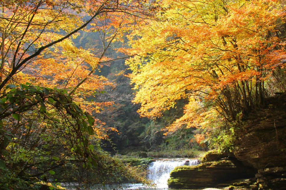 La splendeur des couleurs de l'automne à Liping