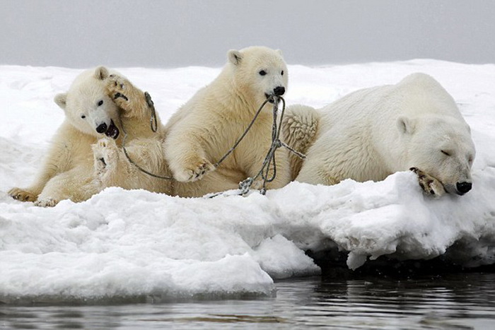 Images cocasses d'ours polaires en difficulté