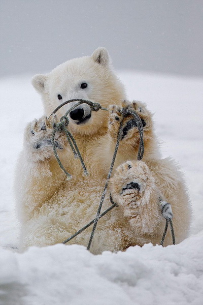 Images cocasses d'ours polaires en difficulté