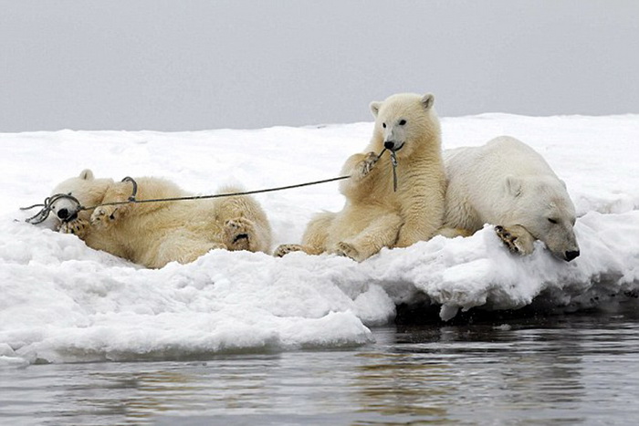 Images cocasses d'ours polaires en difficulté