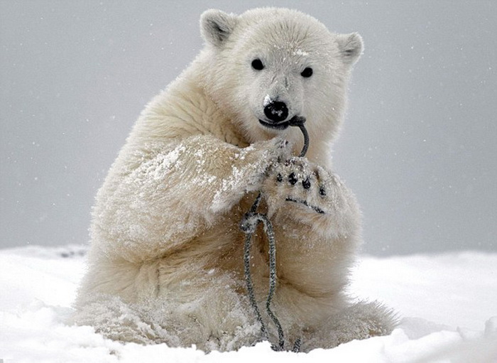 Images cocasses d'ours polaires en difficulté