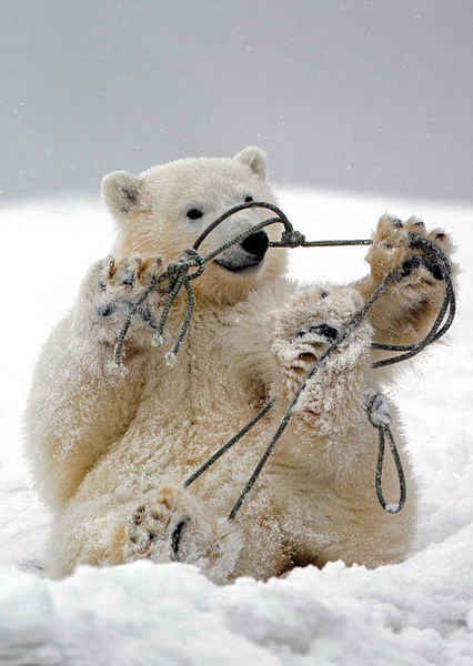 Images cocasses d'ours polaires en difficulté