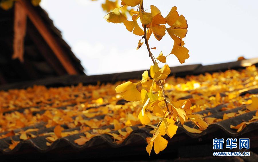 Une forêt de ginkgos dans le Yunnan