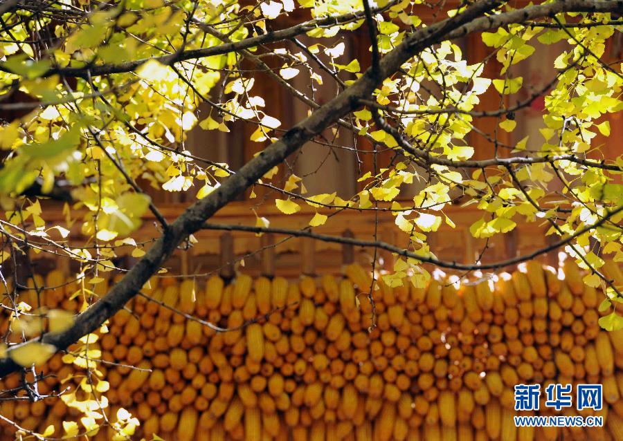 Une forêt de ginkgos dans le Yunnan