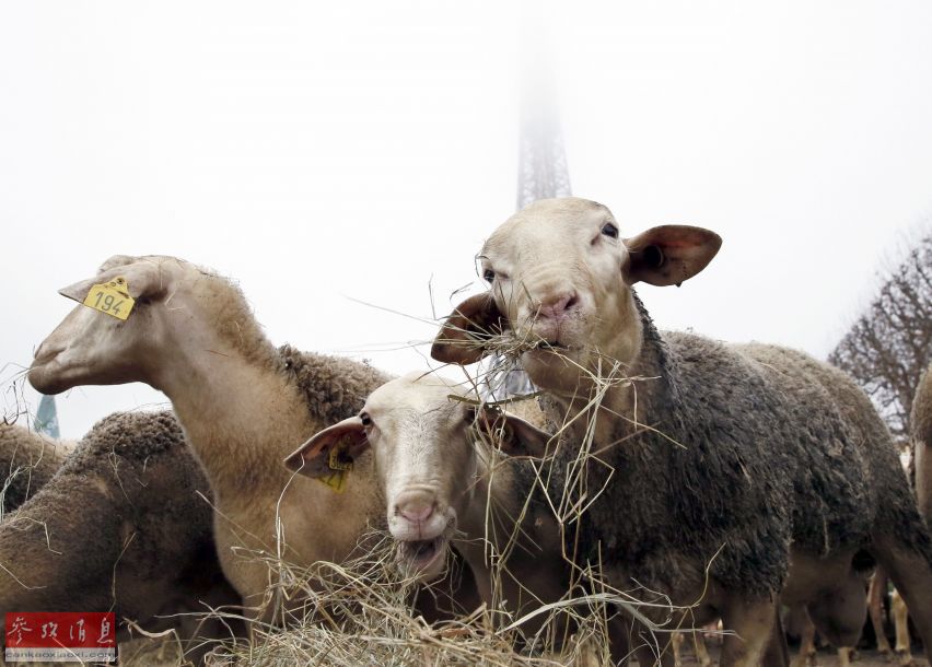 Des bergers et 300 moutons crient au loup au pied de la Tour Eiffel