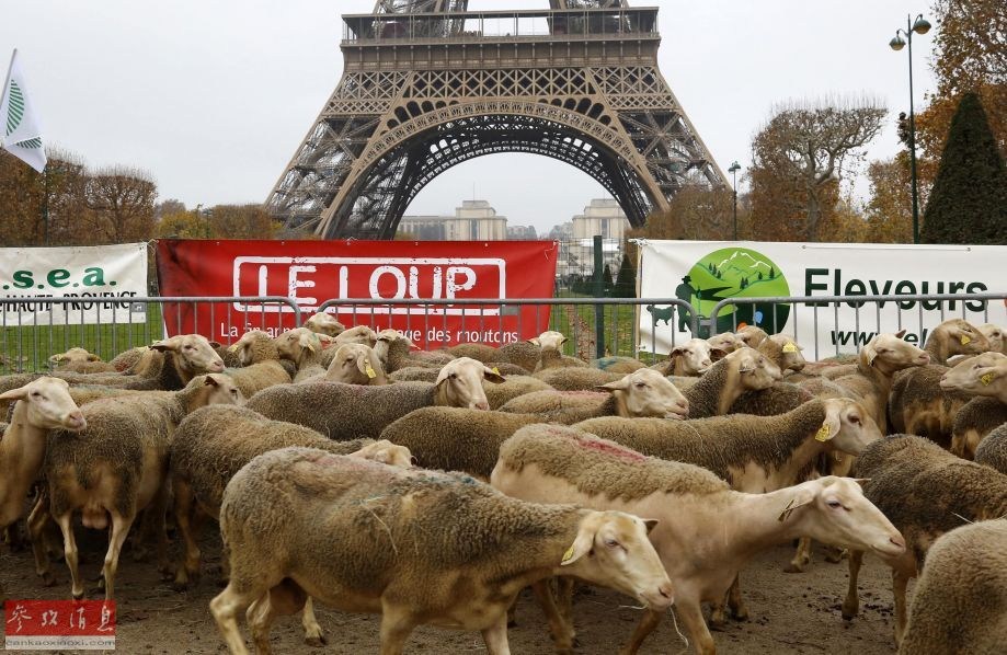 Des bergers et 300 moutons crient au loup au pied de la Tour Eiffel