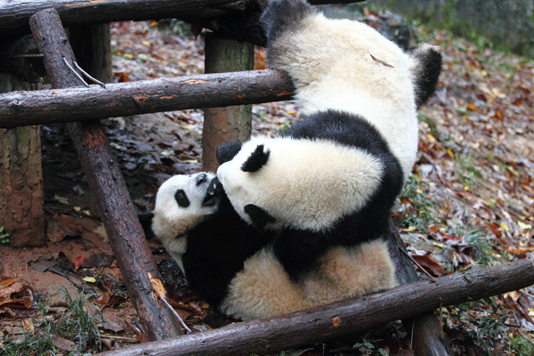 Kung Fu Panda à Hangzhou