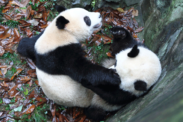 Kung Fu Panda à Hangzhou