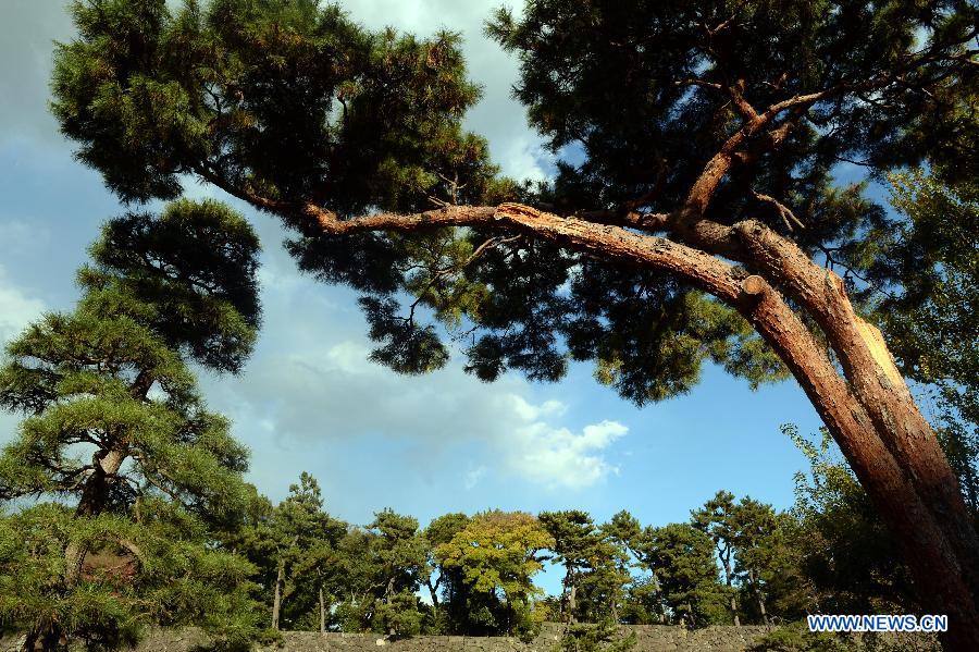 Paysage d'automne au palais Impérial à Tokyo