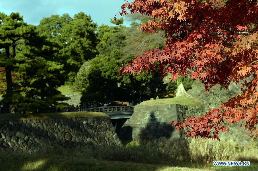 Paysage d'automne au palais Impérial à Tokyo