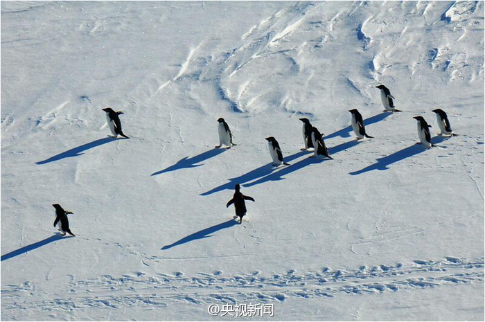 Des pingouins saluent les chercheurs chinois