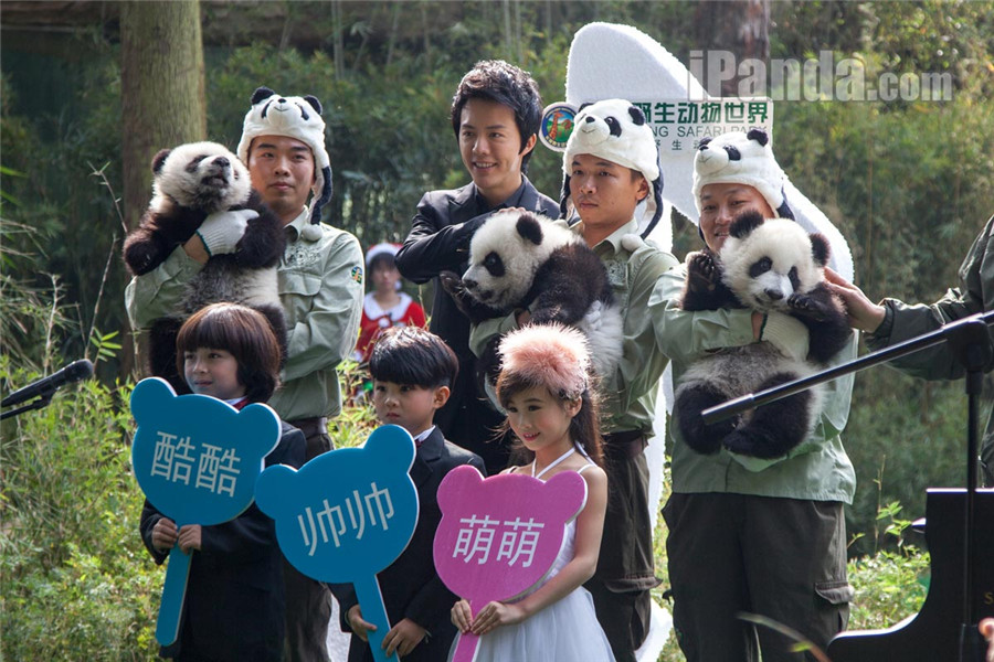 Triplés pandas : Kuku, Shuaishuai et Mengmeng en véritables stars